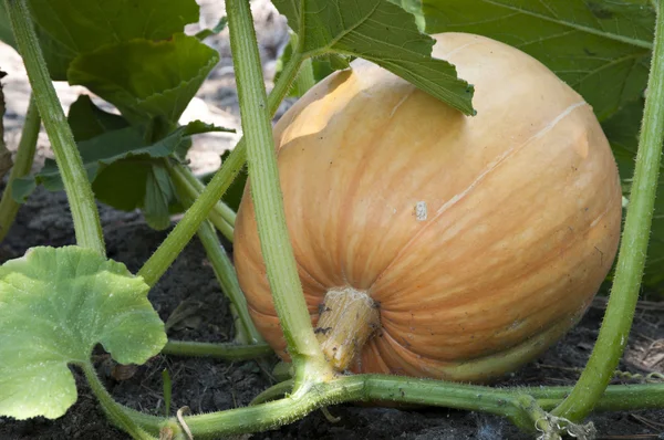 stock image Pumpkin