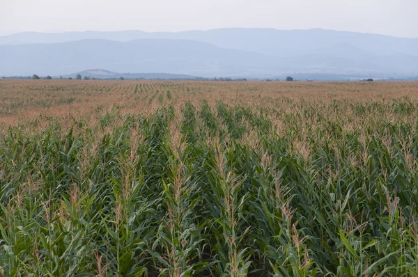 Kukurydza w rzędach — Zdjęcie stockowe