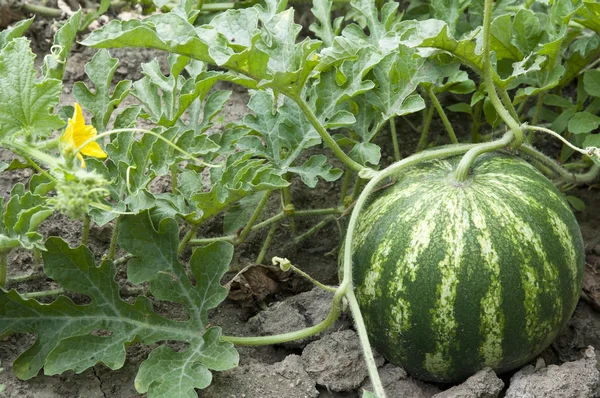 Watermelone — Stock Fotó