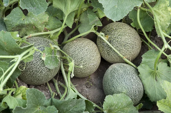 Melones — Foto de Stock