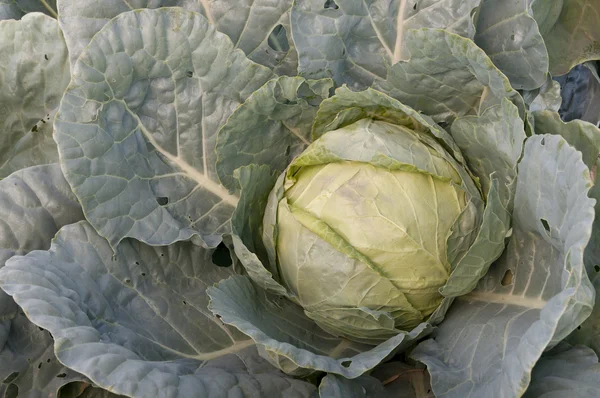 stock image Cabbage