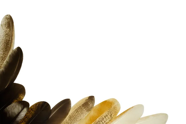 köşe feather çerçeve