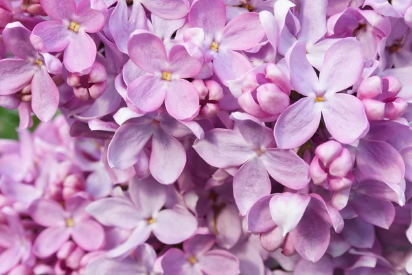 Lilac close-up background — Stock Photo, Image
