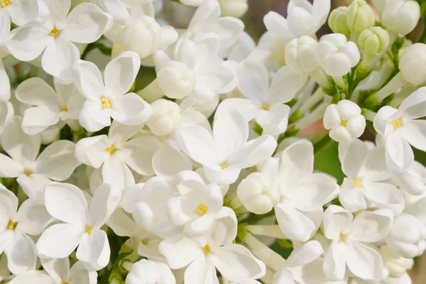 Lilac close-up background — Stock Photo, Image