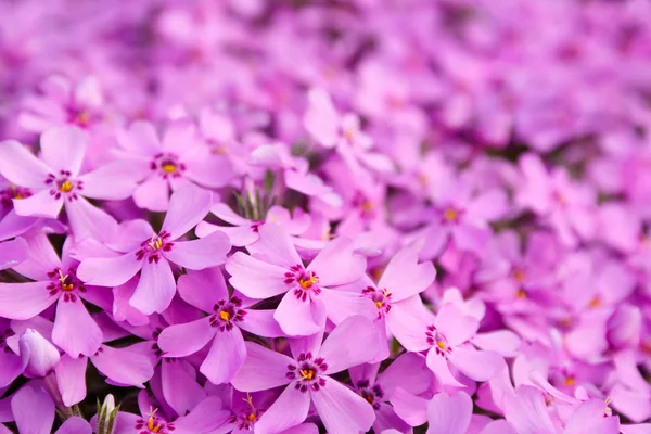 Pink flowers close-up background — Stock Photo, Image
