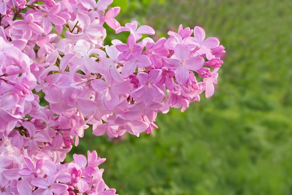 Lilac cluster — Stock Photo, Image