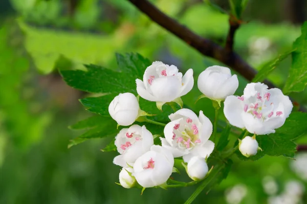 흰색 꽃 클로즈업 스톡 사진