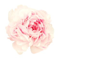 Peony flower clipart