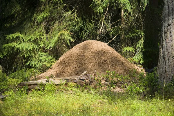 Ahşap ant hill