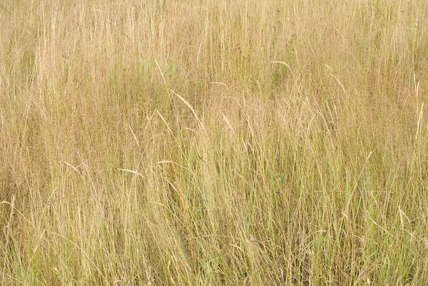 stock image Dry grass