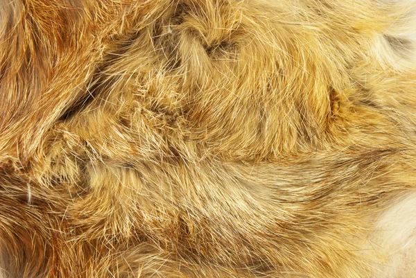 Мех лисы — стоковое фото
