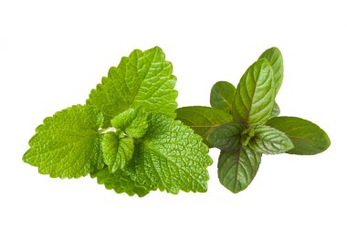 Peppermint and lemon balm clipart