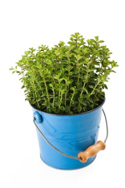 Oregano plant clipart