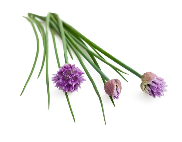 Kwiaty szczypiorku — Zdjęcie stockowe