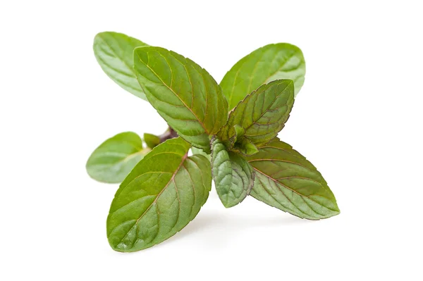 stock image Mentha piperita