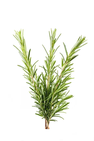 stock image Rosemary branch