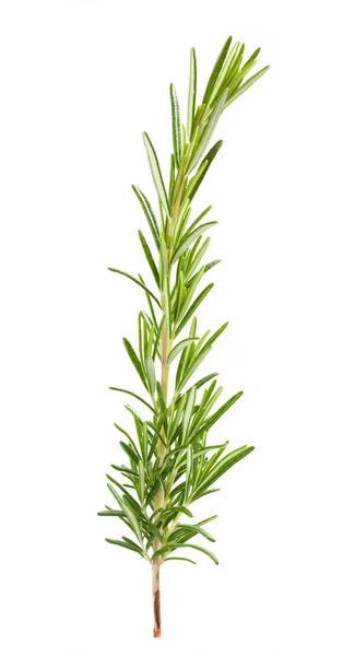 Rosemary větev — Stock fotografie