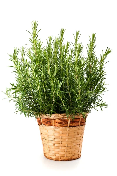 Rozmaring növény váza — Stock Fotó
