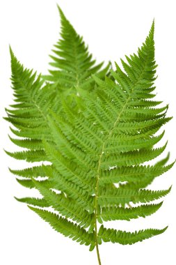 Ferns group clipart