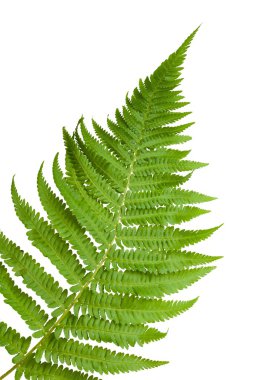 Fern sprig clipart