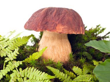 Mantar (boletus mantarı)