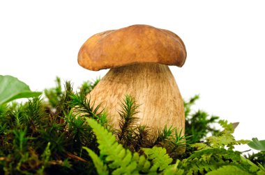 Mantar (boletus mantarı)