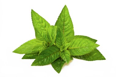 Mentha piperita