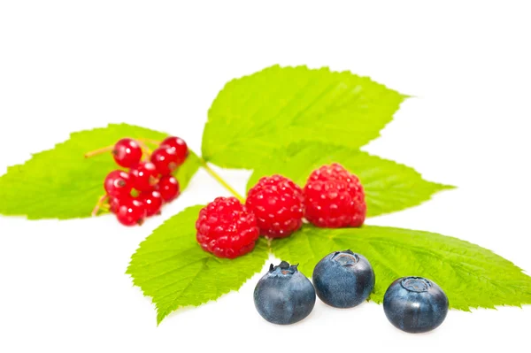 Blueberries raspberries and currants — Stock Photo, Image