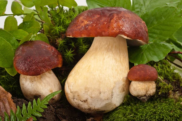 Mushrooms(boletus edulis) — Stock Photo, Image
