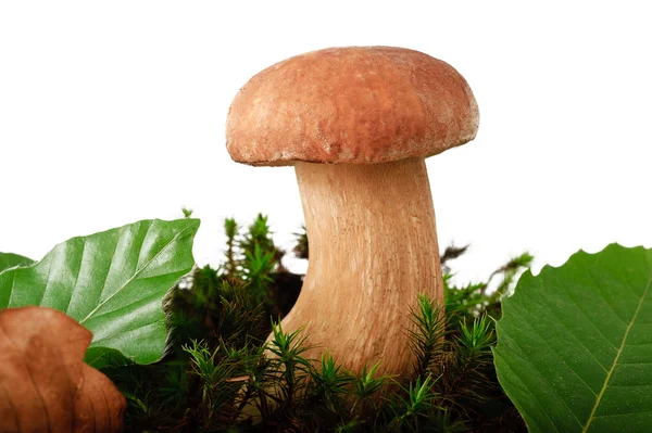 Mushrooms(boletus edulis) — Stock Photo, Image