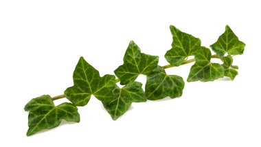 Branch of ivy clipart