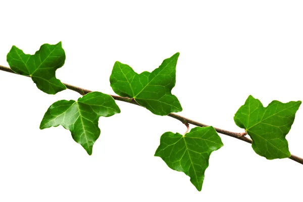 Branch of ivy — Stock Photo, Image