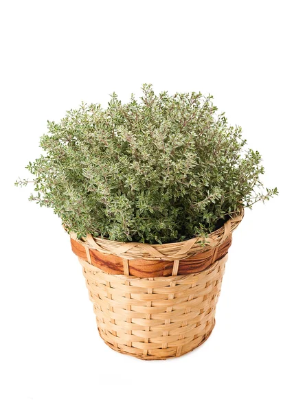 Thyme flowers — Stock Photo, Image