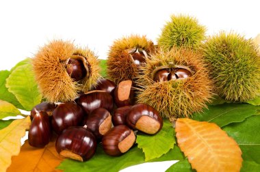 Chestnuts clipart