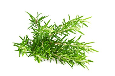 Rosmarinus officinalis clipart