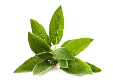 Sage leaves clipart