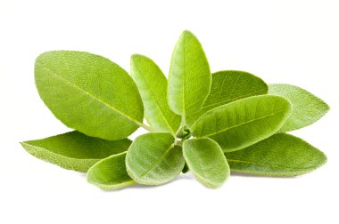 Sage leaves clipart