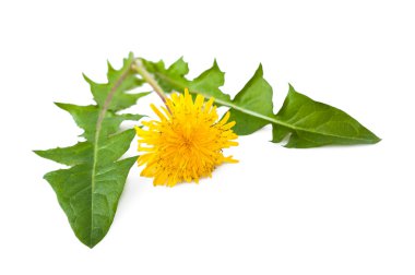 Dandelion clipart