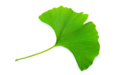 Ginkgo leaf clipart