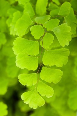 Maidenhair clipart