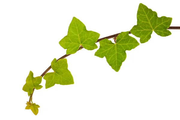 Branch of ivy — Stock Photo, Image