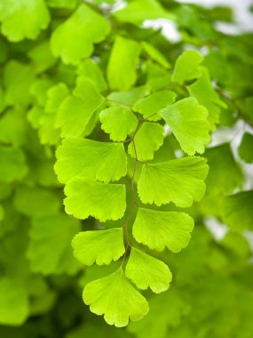 Branches of maidenhair clipart