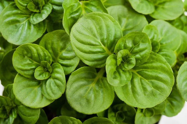 stock image Mint leaves