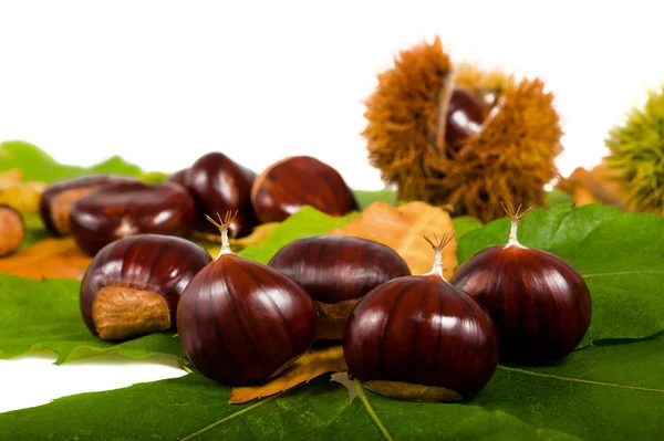 Chestnuts folhas e castanhas — Fotografia de Stock