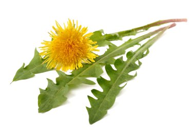 Dandelion clipart