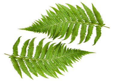 Ferns sprig clipart