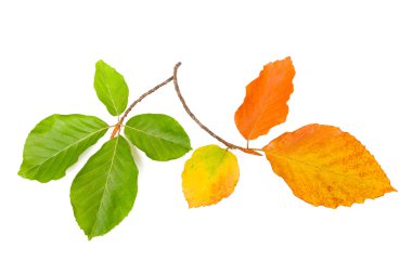 Beech leaves clipart