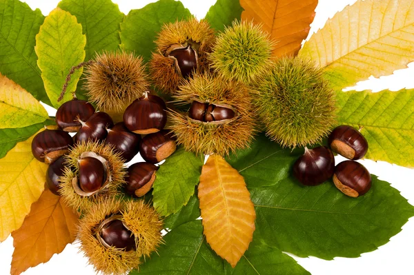 stock image Chestnuts