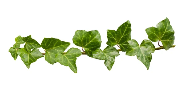 Ivy sprig — Stock Photo, Image