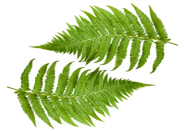 Ferns fışkın — Stok fotoğraf